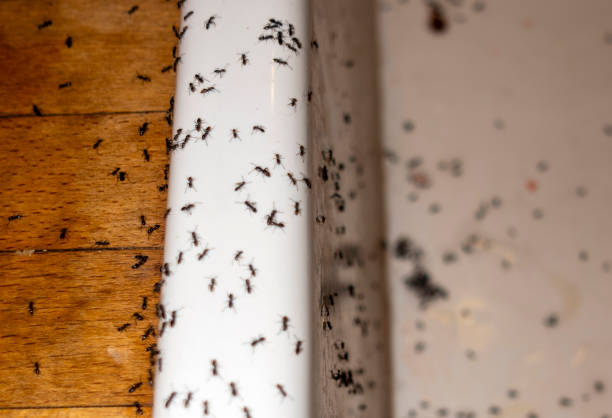 Best Mosquito Control Services  in South Browning, MT